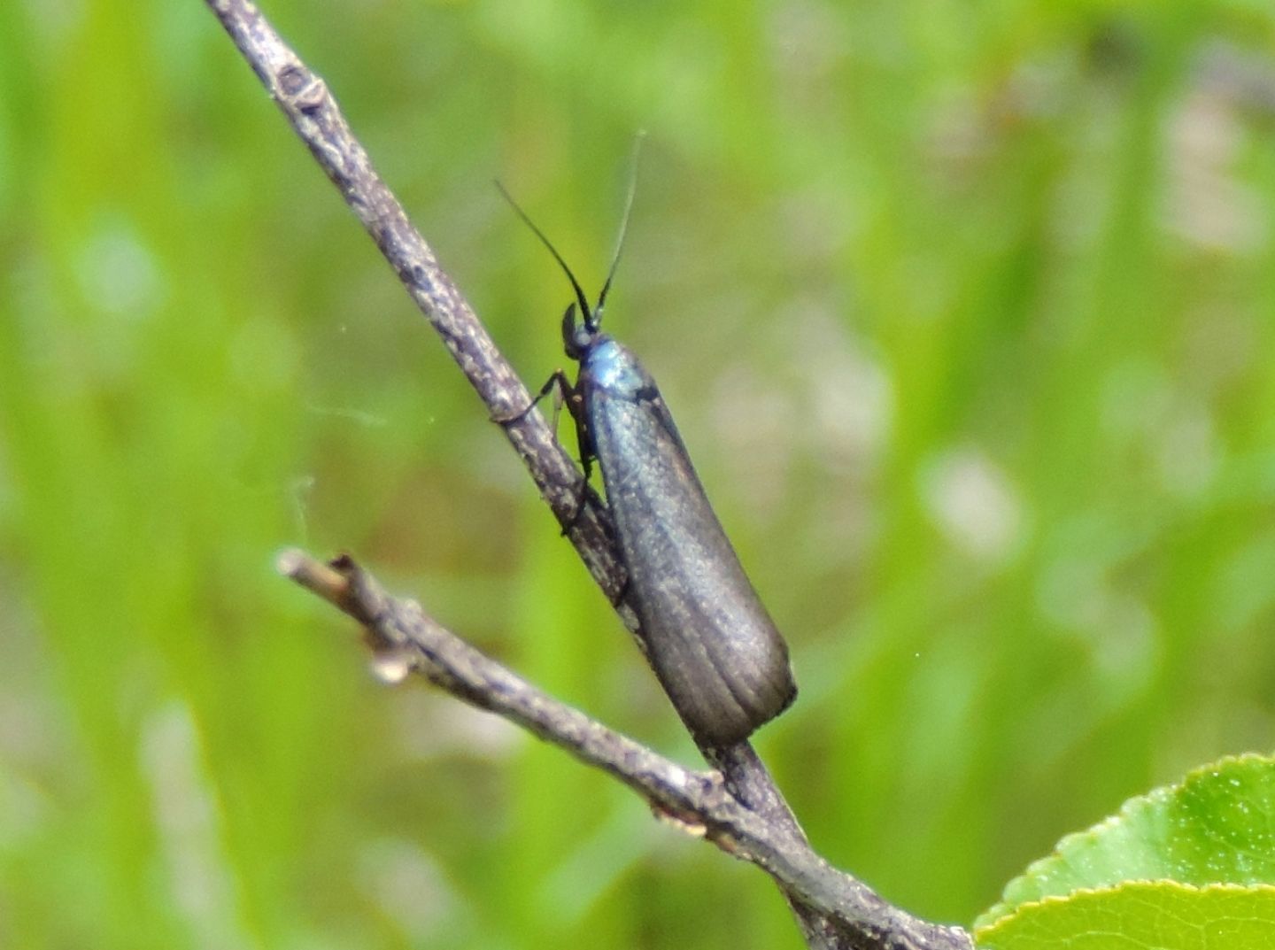 Zygaenidae? No, Pyralidae: Lymphia chalybella (Cfr)